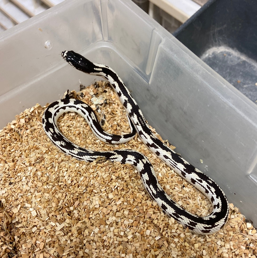 King Snakes For Sale – BHB Reptiles