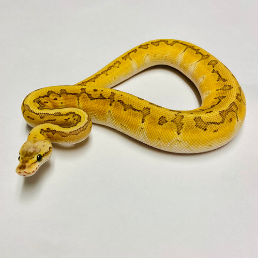 Pastel Kingpin Cypress Ball Python Female 2022F01