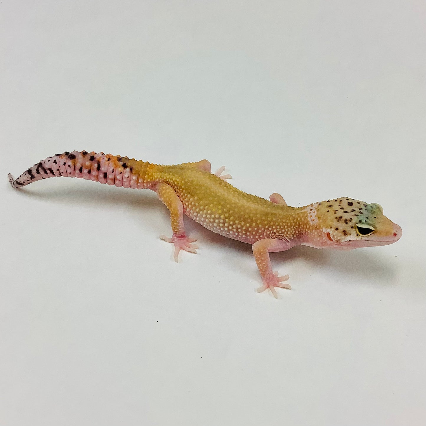 Tangerine W/Y Eclipse Het Tremper Leopard Gecko- Female #C-D2-70222-1