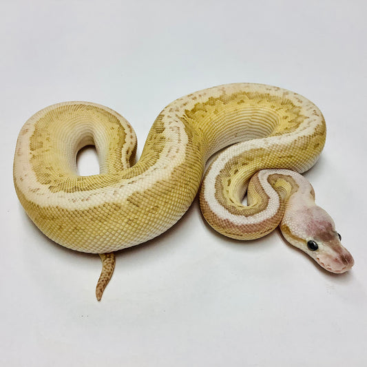 Ball Pythons For Sale At Bhb Reptiles - High Quality & Wide Variety In 