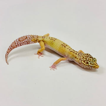 Leopard Geckos for Sale at BHB! Top Quality & Vast Selection in the US# ...