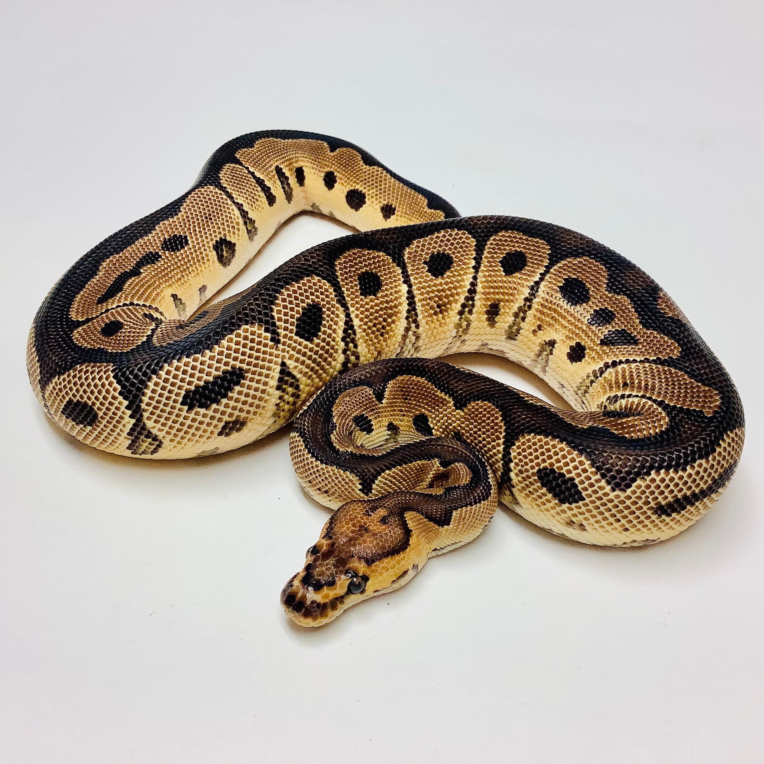 Ball Pythons for Sale at BHB Reptiles High Quality Wide Variety in the US