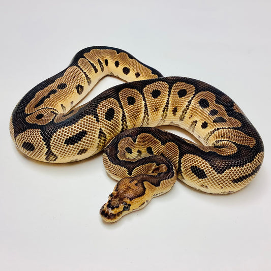 Clown Ball Python- Male 2020M02