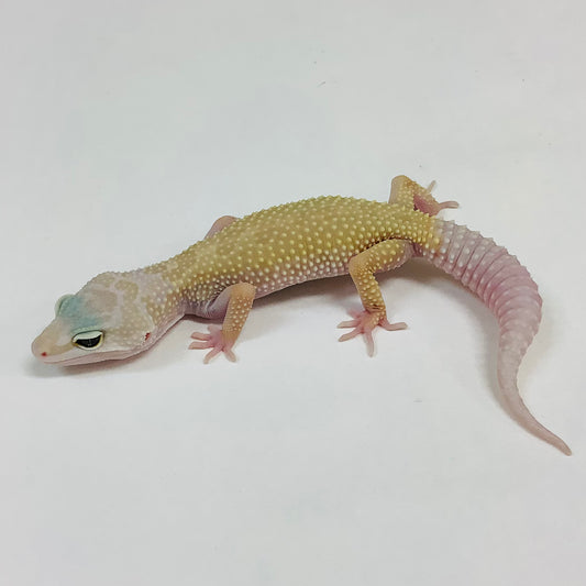 Murphy Patternless Leopard Gecko- Female #H-C5-81222-1