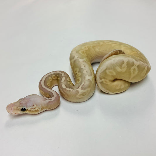 Ball Pythons for Sale at BHB Reptiles - High Quality & Wide Variety in ...