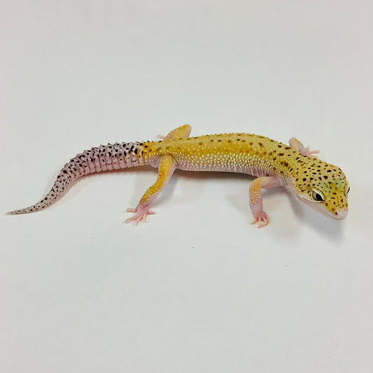 Adult Leopard Geckos For Sale - BHB Reptiles - Shipping & Pickup