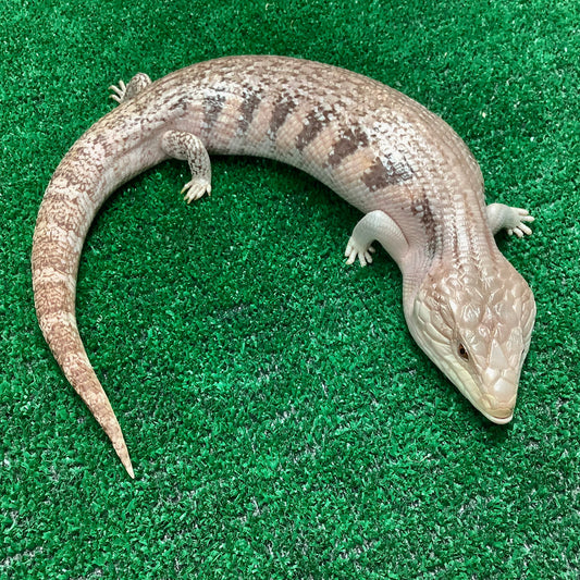 Blue-Tongued Skinks For Sale I Order Northern Blue-Tongued Skinks – BHB ...