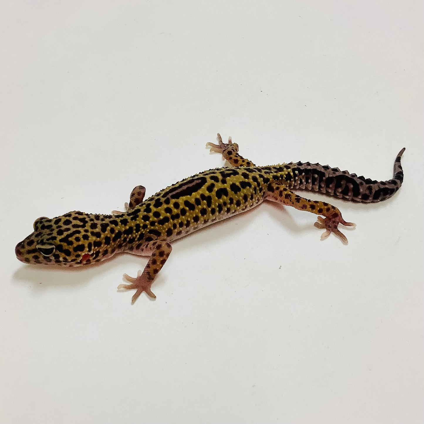 Dark Mack Snow Leopard Gecko Male F-K1-82321-1