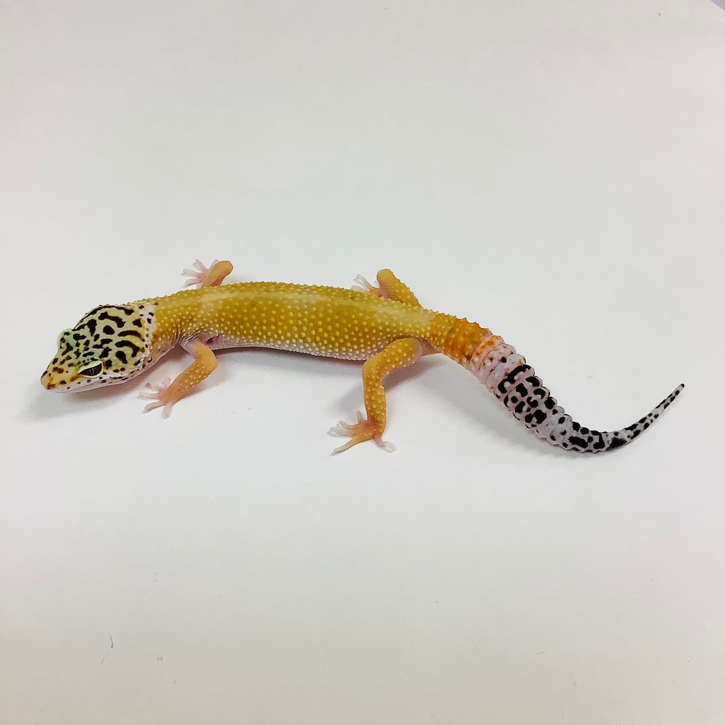 Dark Super Hypo Tangerine Carrot Tail WY Leopard Gecko Female G-E5-71522-1