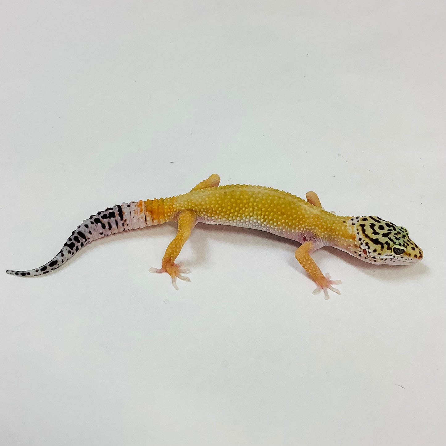 Dark Super Hypo Tangerine Carrot Tail WY Leopard Gecko Female G-E5-71522-1