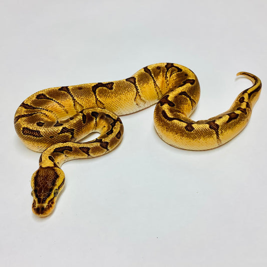 Fire Enchi Pinstripe Yellowbelly X-treme Ball Python Male 2022M01