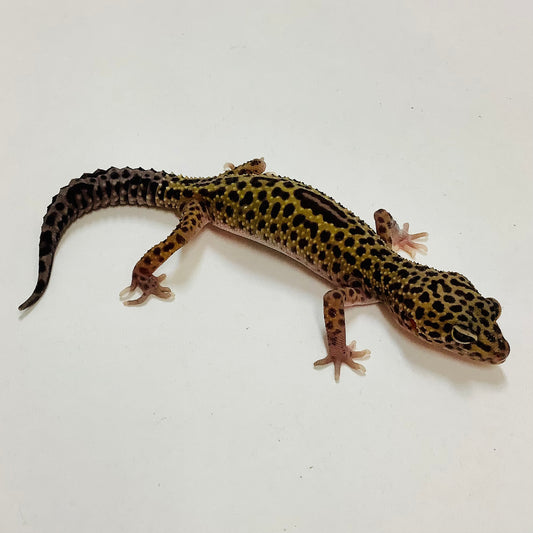 Dark Mack Snow Leopard Gecko Male F-K1-82321-1