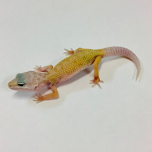 Murphy Patternless Leopard Gecko- Male #A-C5-62122-1