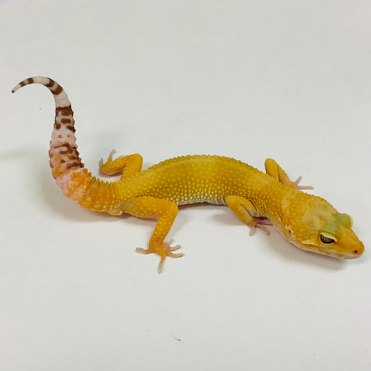 Sunglow Tremper Leopard Gecko Male F-H1-70921-1