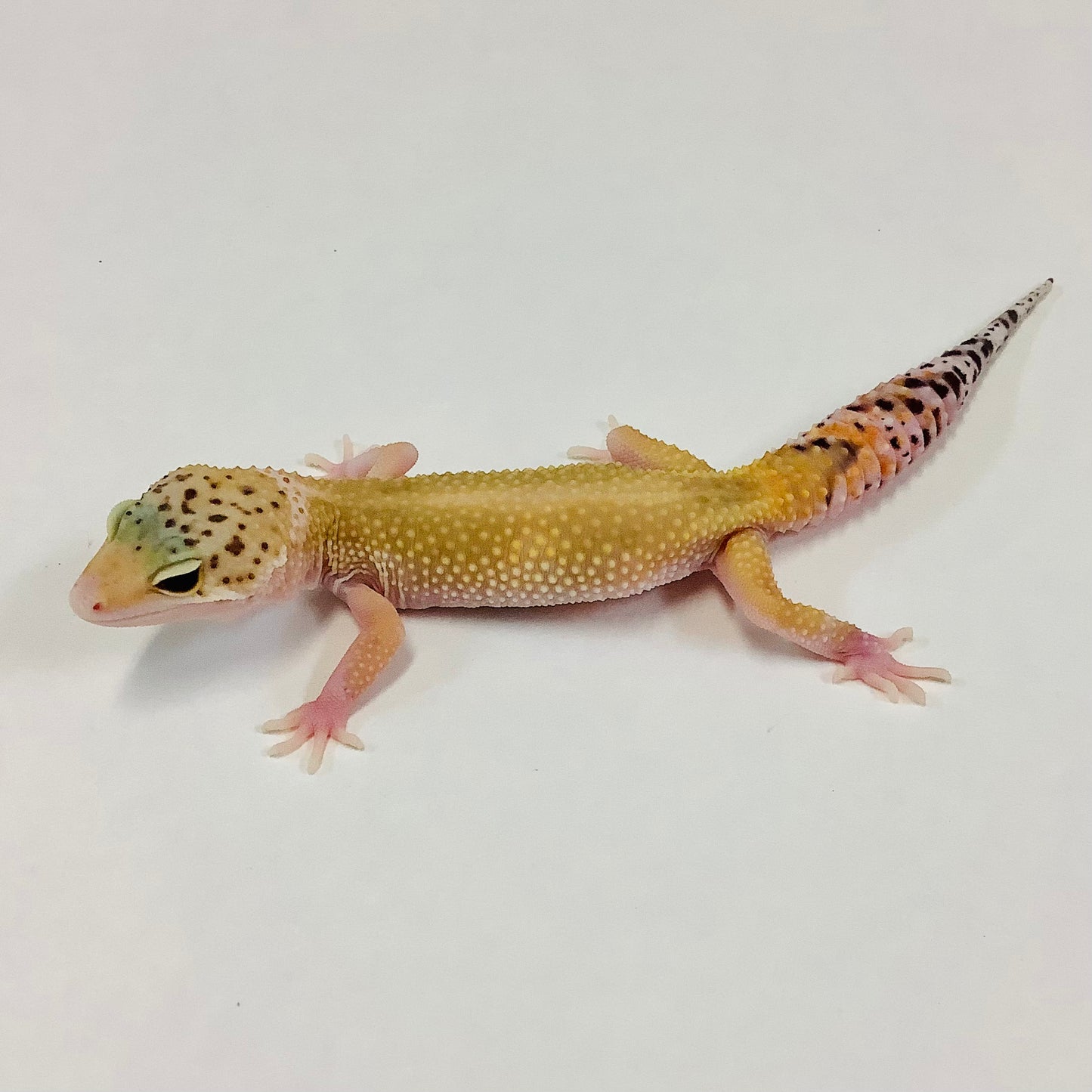 Tangerine W/Y Eclipse Het Tremper Leopard Gecko- Female #C-D2-70222-1