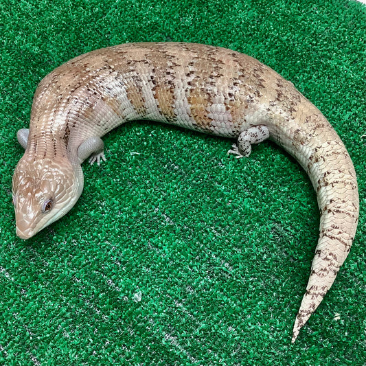 Blue-Tongued Skinks For Sale I Order Northern Blue-Tongued Skinks – BHB ...