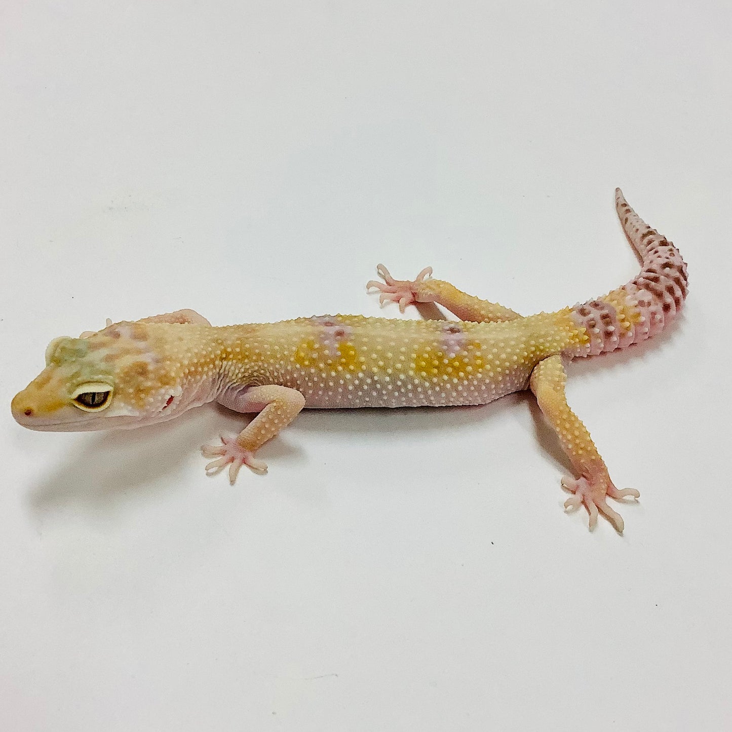 Hypo Mack Snow Tremper Albino W/Y Het Eclipse Leopard Gecko Female #E-M9-60718-1