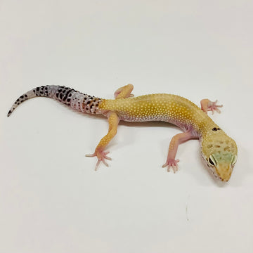 Adult Leopard Geckos For Sale - BHB Reptiles - Shipping & Pickup