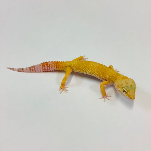 Sunglow Tremper Leopard Gecko Male D-H2-60221-1