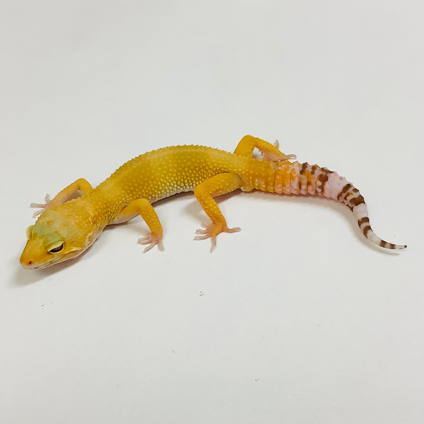 Sunglow Tremper Leopard Gecko Male F-H1-70921-1