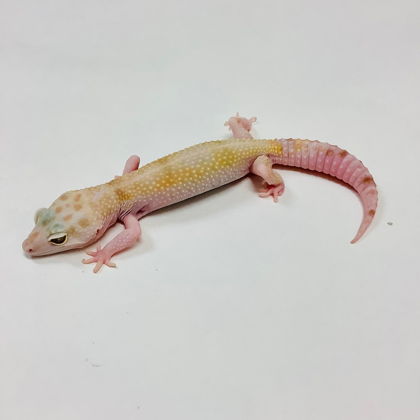 Mack Snow Raptor W/Y Leopard Gecko Female B-J2-70720-2