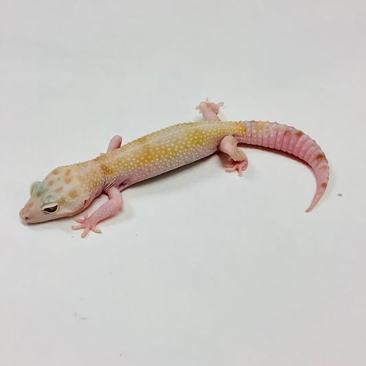 Mack Snow Raptor W/Y Leopard Gecko Female B-J2-70720-2