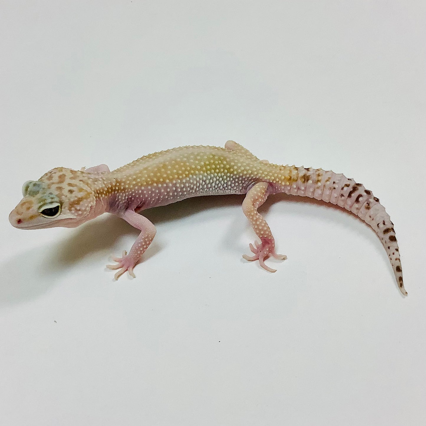 Super Hypo Mack Snow Raptor W/Y Leopard Gecko Female #E-P8-70519-1