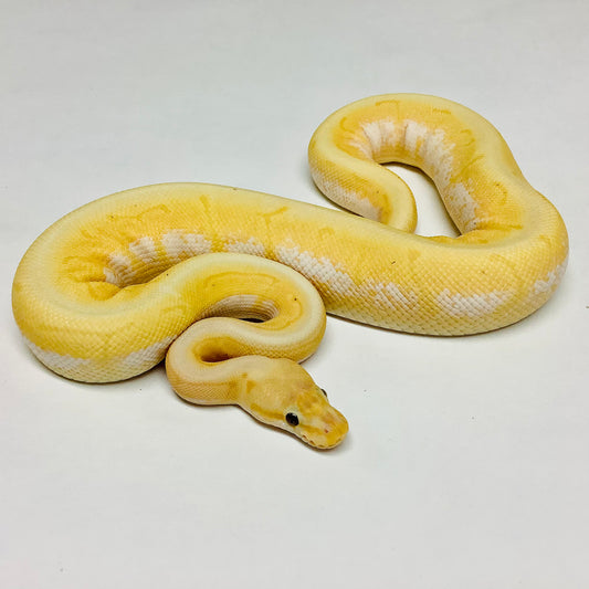 Ball Pythons for Sale at BHB Reptiles - High Quality & Wide Variety in ...