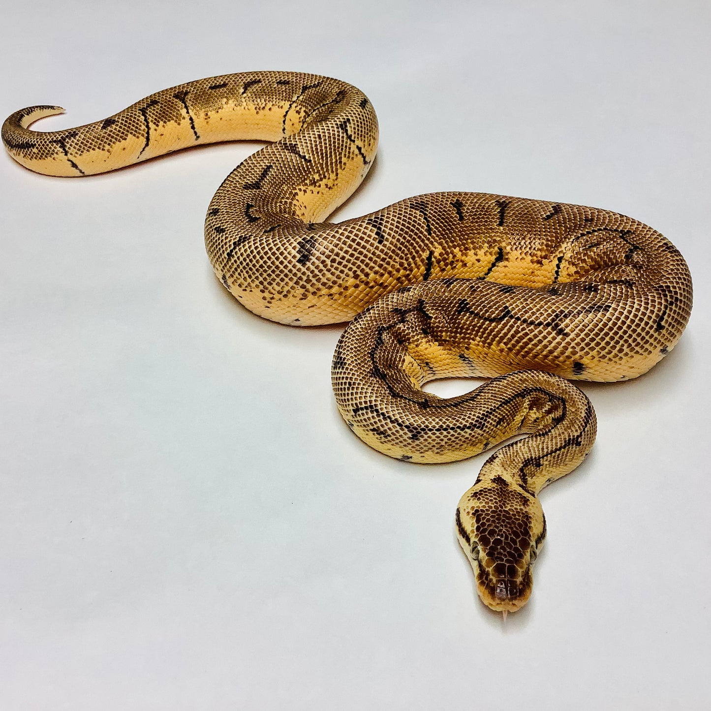 Lemonblast Enchi X-Treme Ball Python Male 2020M02