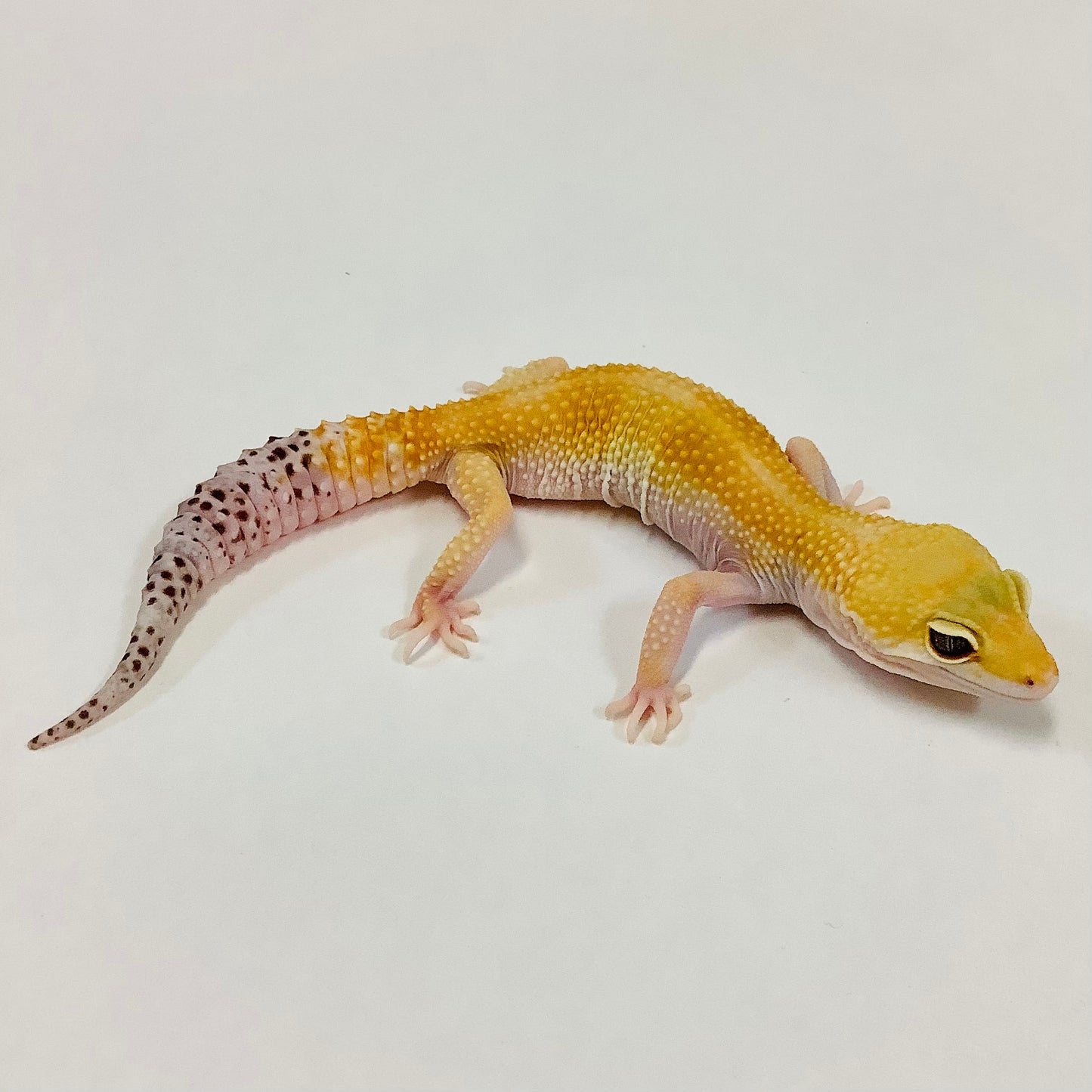 Super Hypo Tangerine Baldy W/Y Leopard Gecko(TSF)- #B-L5-81320-1