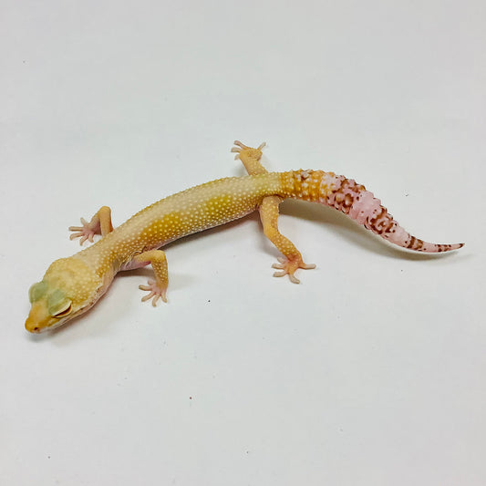 Sunglow Bell Albino W/Y Leopard Gecko Male- #F-F10-80420-2