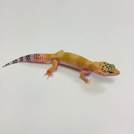 Leopard Geckos for Sale at BHB! Top Quality & Vast Selection in the US ...