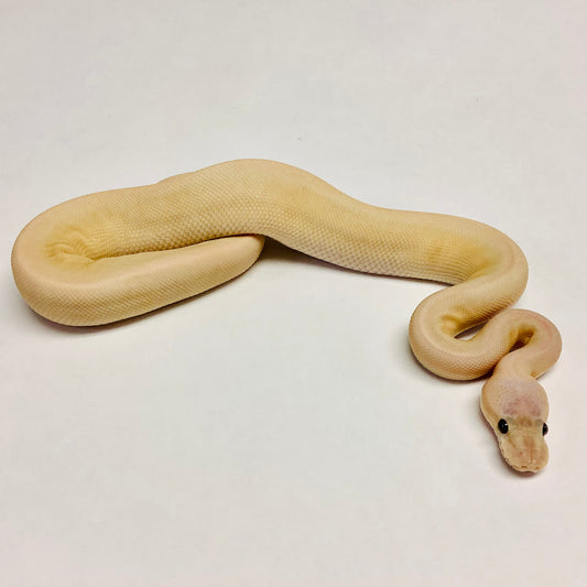 Ball Pythons for Sale at BHB Reptiles - High Quality & Wide Variety in ...