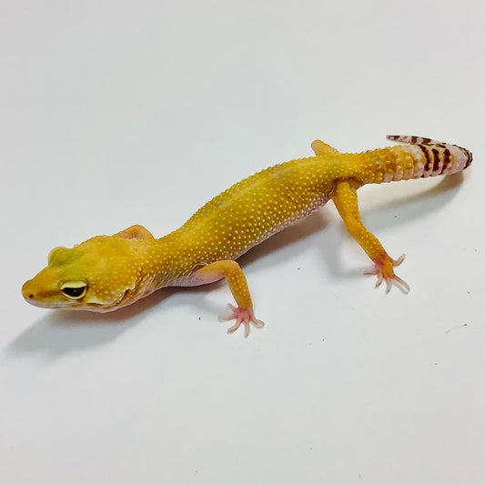 Raptor Leopard Gecko Female B-I9-81120-1