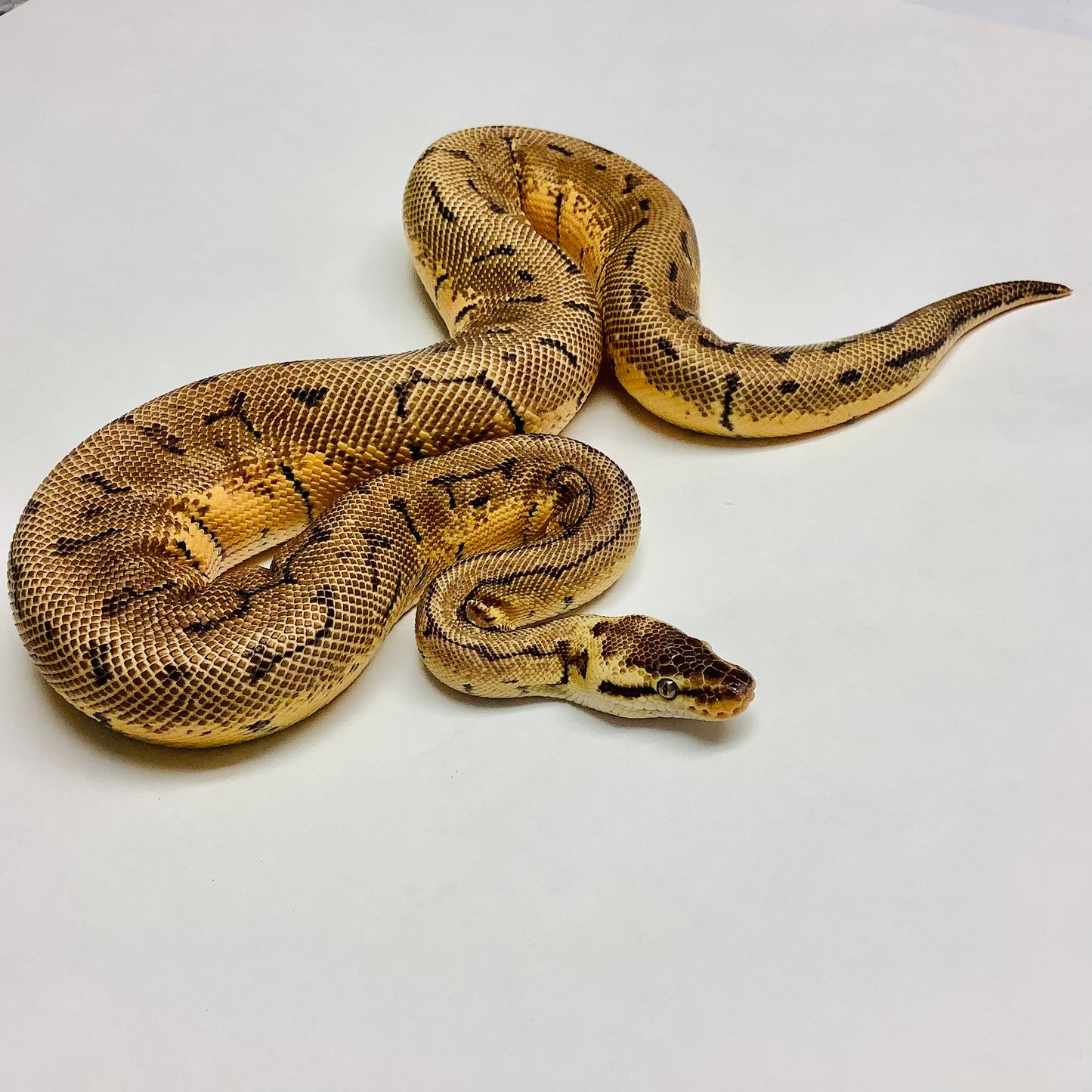 Lemonblast Enchi X-Treme Ball Python Male 2020M02