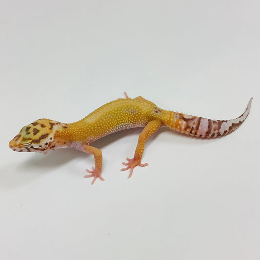 Leopard Geckos for Sale at BHB! Top Quality & Vast Selection in the US ...