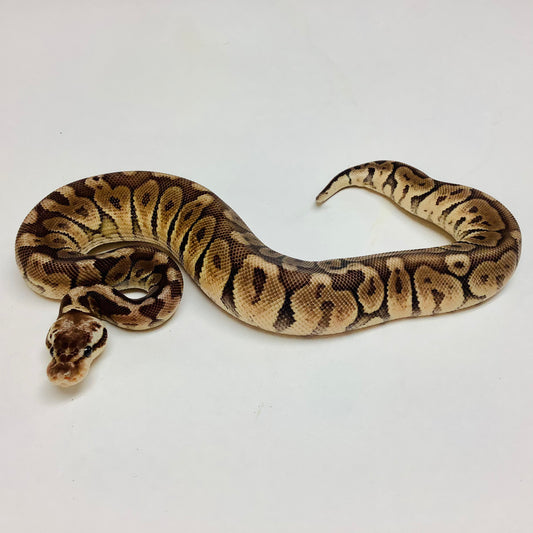 Cinnamon Lesser Woma Ball Python Male 2022M01