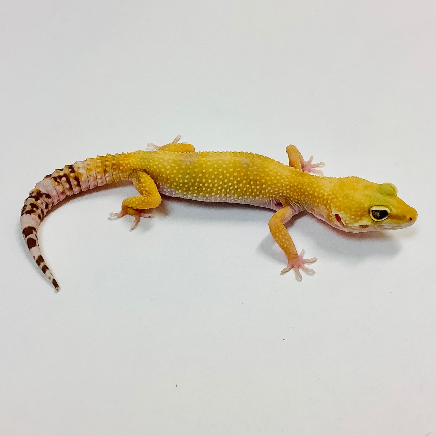 Raptor Leopard Gecko Female B-I9-81120-1