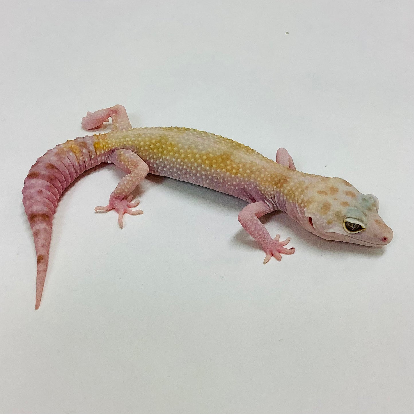 Mack Snow Raptor W/Y Leopard Gecko Female B-J2-70720-2