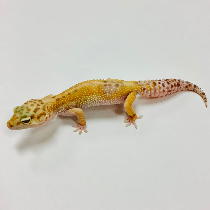 Adult Leopard Geckos For Sale - BHB Reptiles - Shipping & Pickup