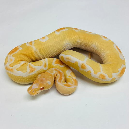 Ball Pythons for Sale at BHB Reptiles - High Quality & Wide Variety in ...