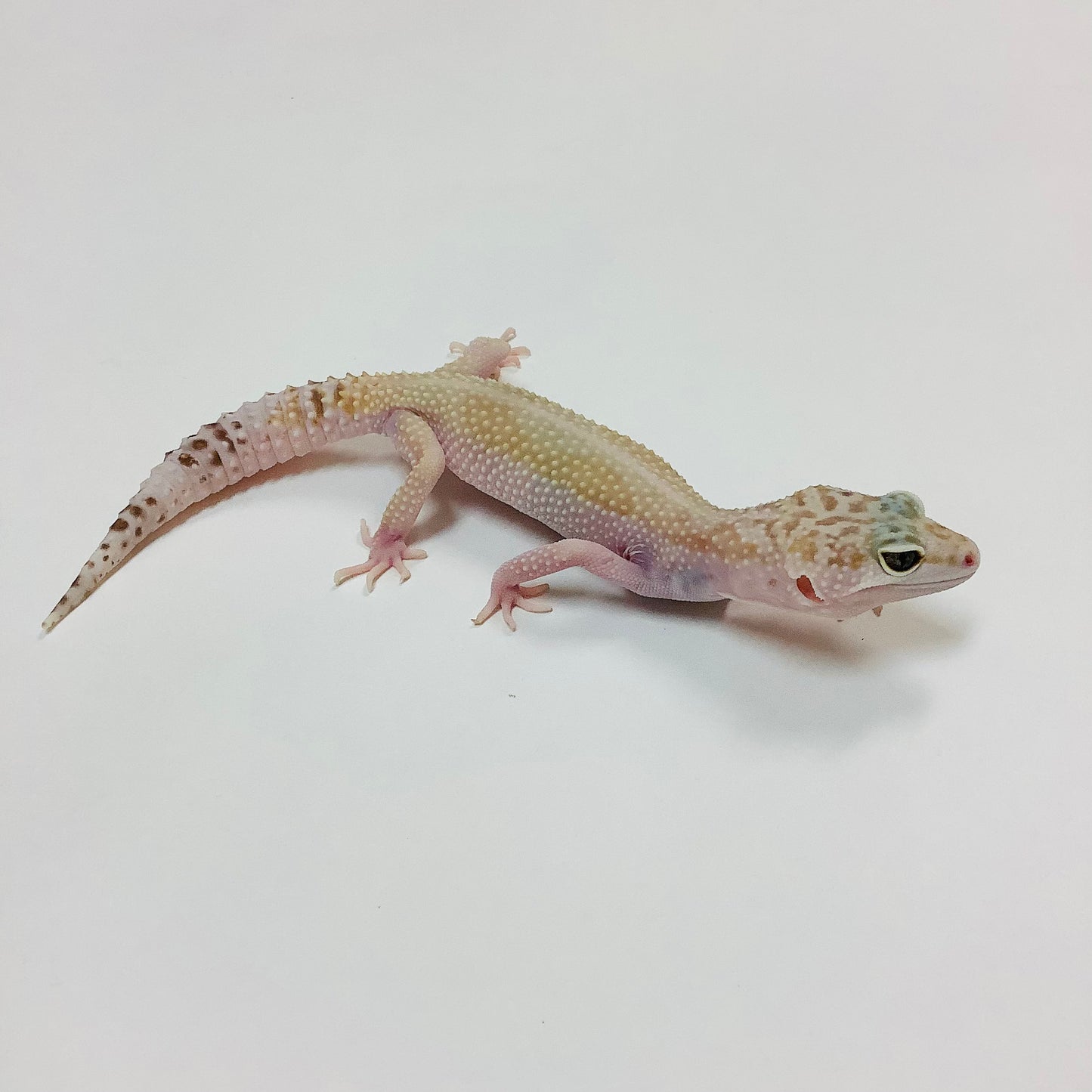 Super Hypo Mack Snow Raptor W/Y Leopard Gecko Female #E-P8-70519-1