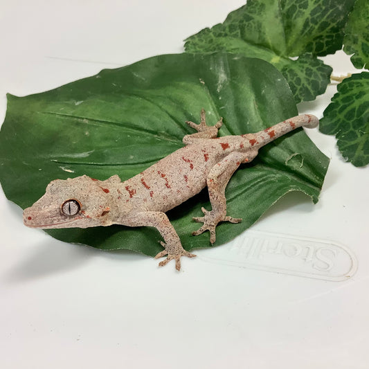 Banded Red Blotched Retic Gargoyle Gecko Male LCS02