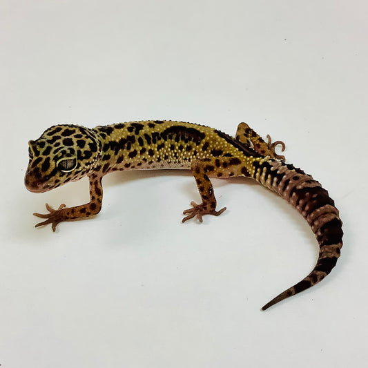 Dark Jungle MS Leopard Gecko Female F-G5-61821-1