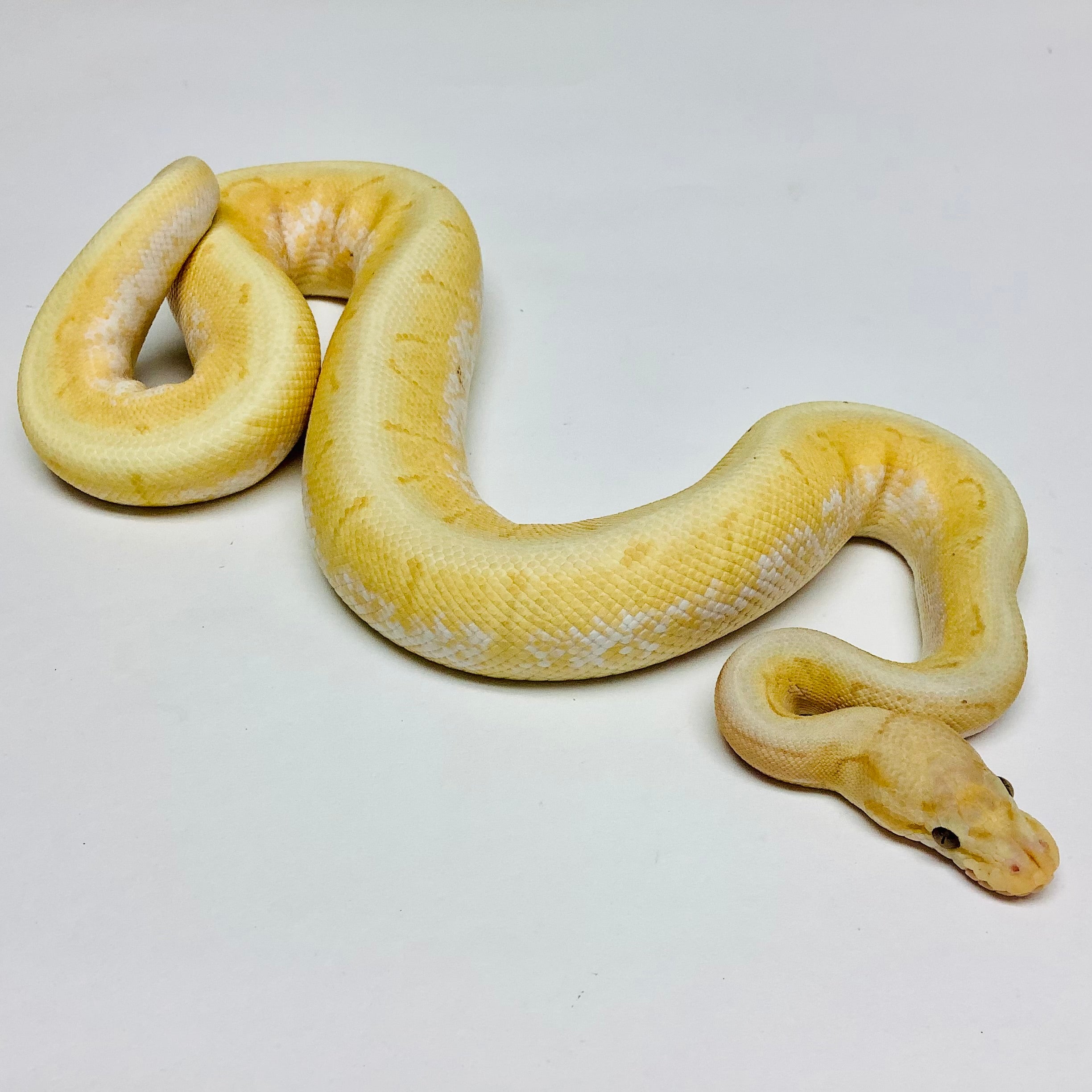 Ball Pythons for Sale at BHB Reptiles - High Quality & Wide Variety in ...