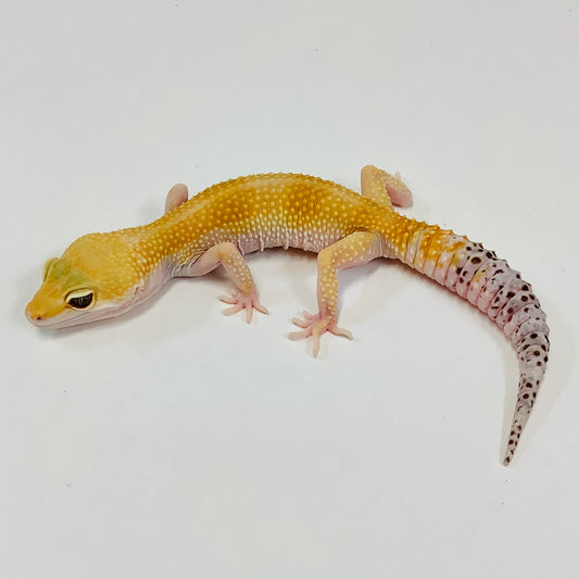 Super Hypo Tangerine Baldy W/Y Leopard Gecko(TSF)- #B-L5-81320-1