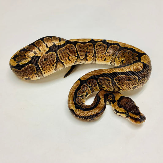 Ball Pythons for Sale at BHB Reptiles - High Quality & Wide Variety in ...