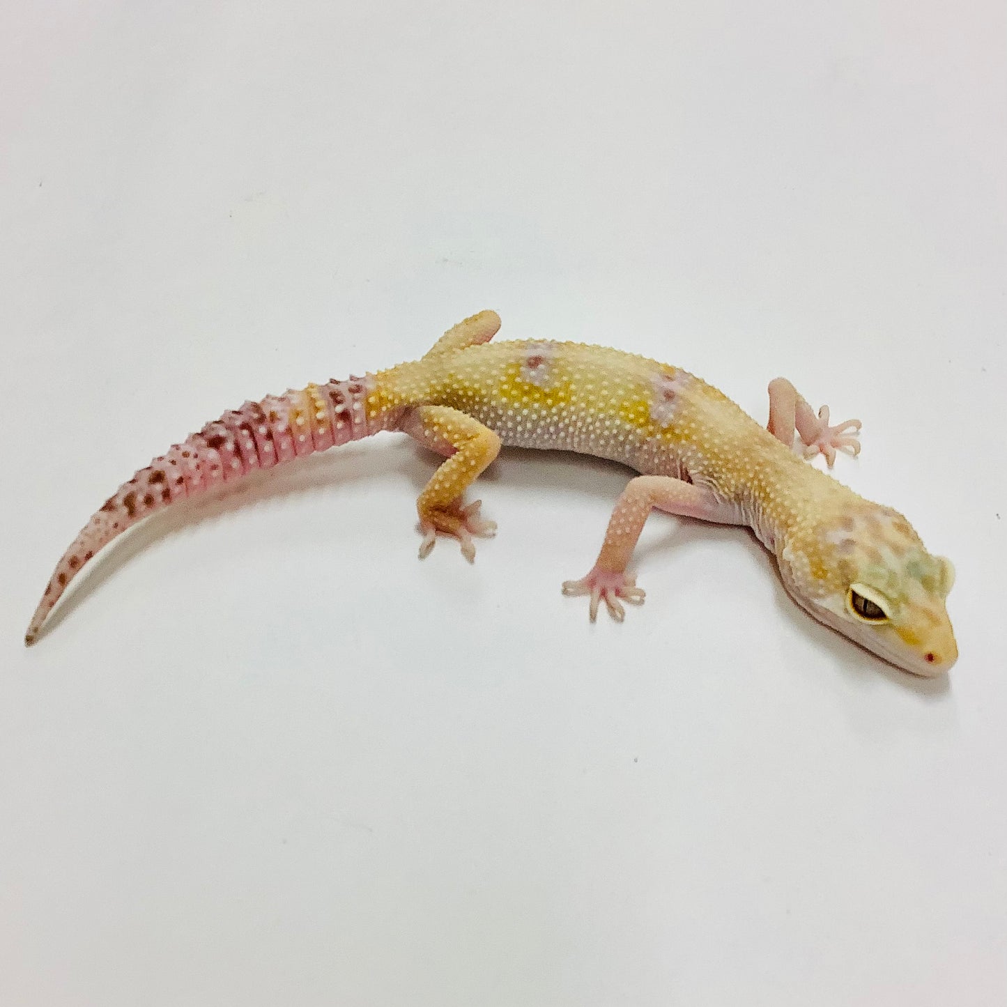 Hypo Mack Snow Tremper Albino W/Y Het Eclipse Leopard Gecko Female #E-M9-60718-1