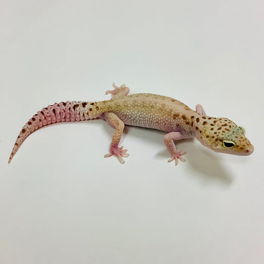 Mack Snow Raptor W/Y Leopard Gecko Female #F-N12-91020-1