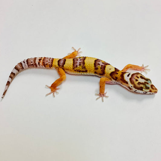 Albino Bell Leopard Gecko- Female #G-A5-70122-1